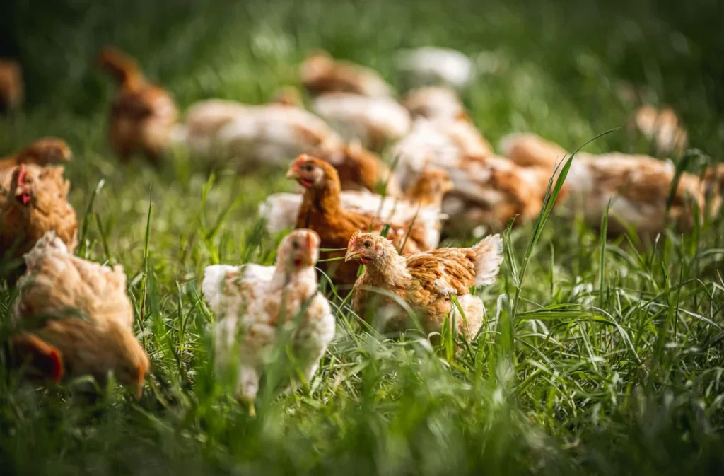 62a73f019133a organic free range chicken coombe farm organic 072b3ca0 7c1b 4656 8e97 ec20d7eb0eea 1100x 62a73f019133a organic free range chicken coombe farm organic 072b3ca0 7c1b 4656 8e97 ec20d7eb0eea 1100x