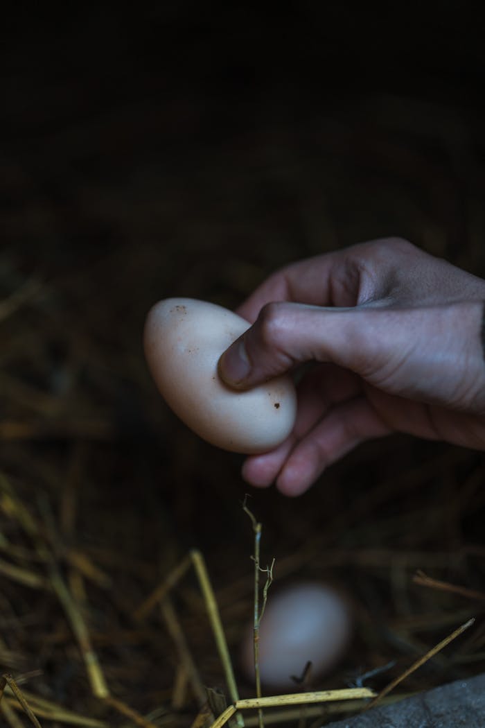 gallery-img-05 A hand holding a fresh egg with hay background, highlighting natural farming.