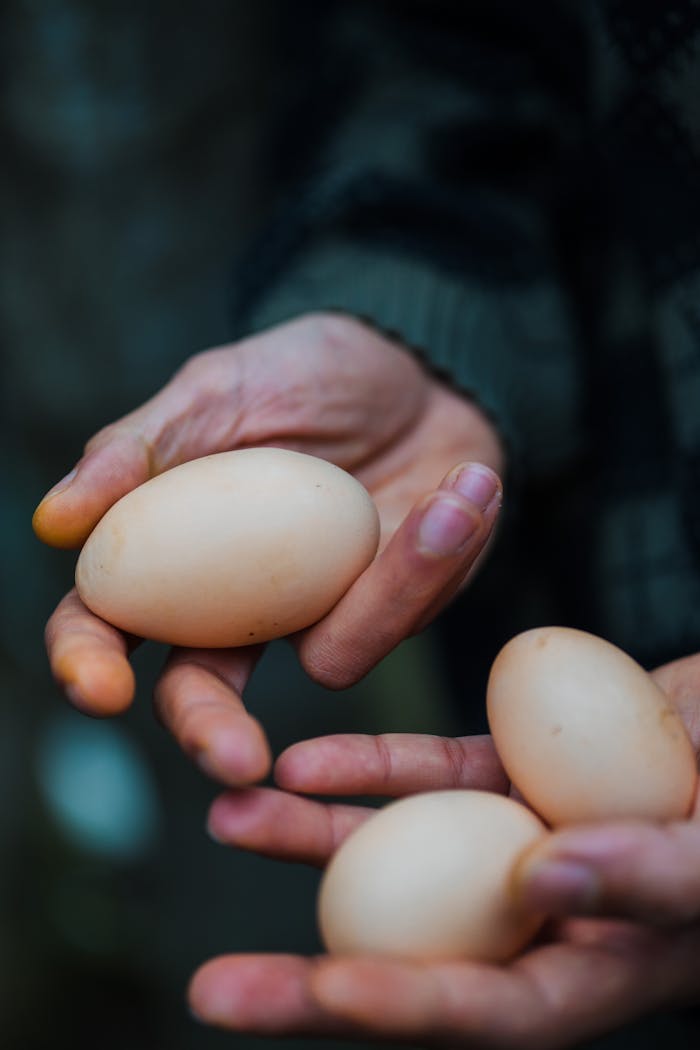 gallery-img-03 Close-up of hands carefully cradling three fresh eggs, symbolizing natural farming