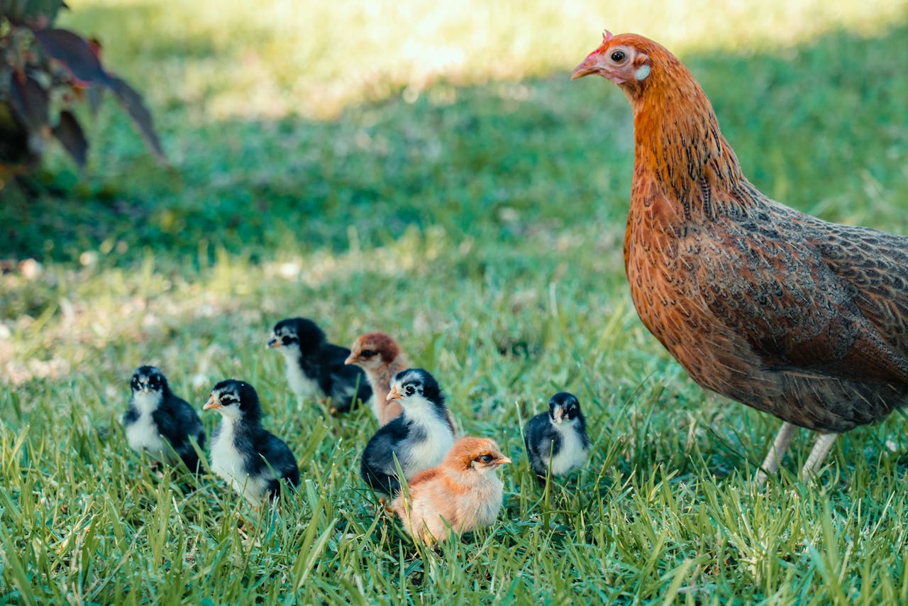 hero-gallery-03 A mother hen with her chicks on a grassy farm, embodying nature and family.