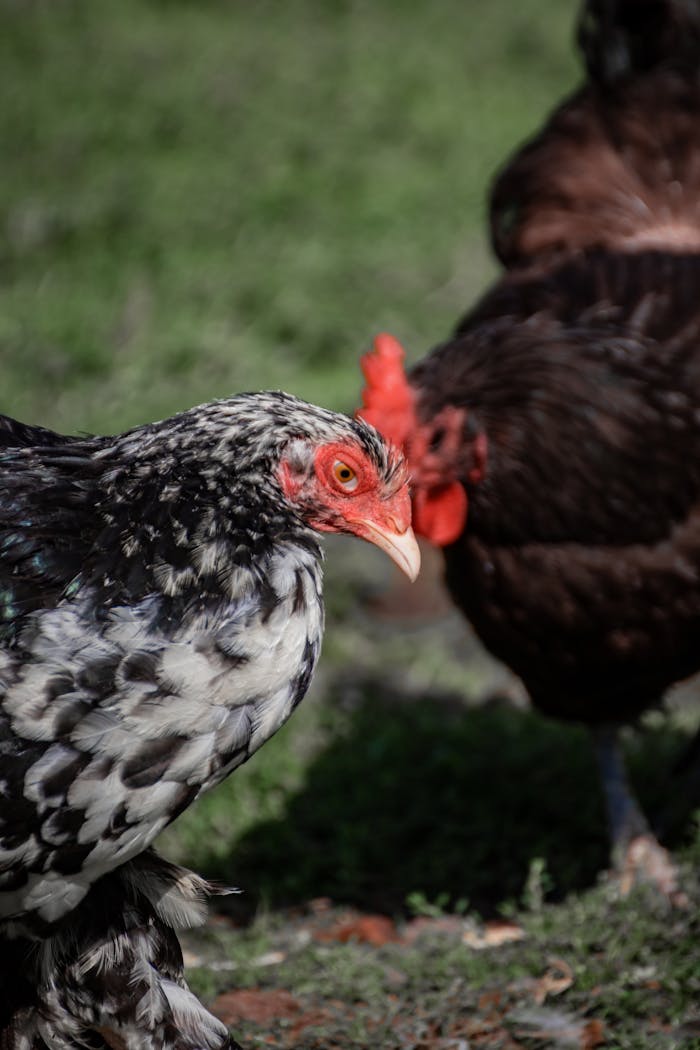 Detailed close-up of chickens in a grassy rural area highlighting their natural beauty.