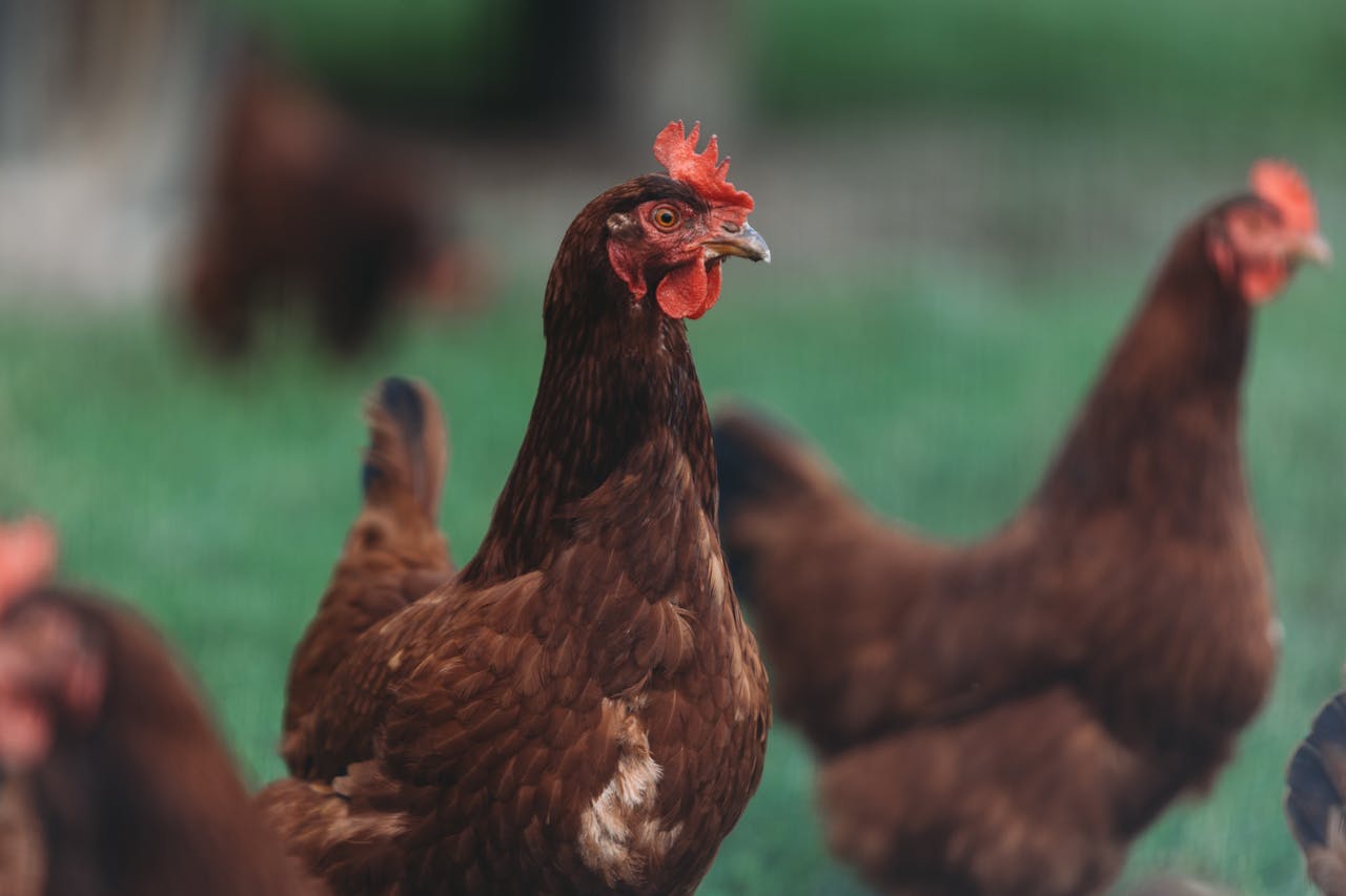 A group of brown hens on green grass with selective focus on the foreground hen.