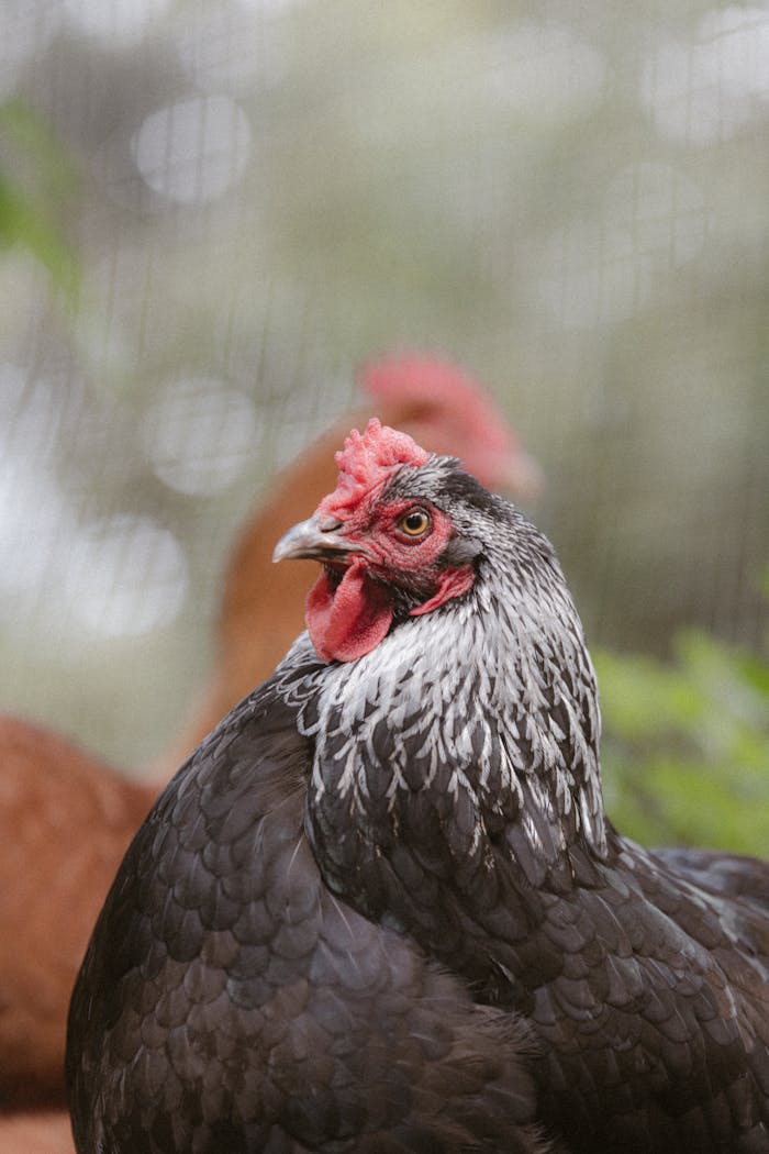 why-choose-us-img Detailed photograph of a black hen with vibrant plumage and distinct features in an outdoor setting.