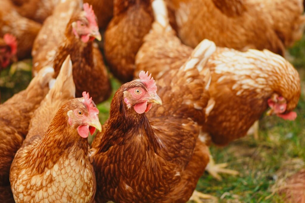 pexels photo 2255459 Close-up of brown chickens pecking in a sunny rural farmyard.