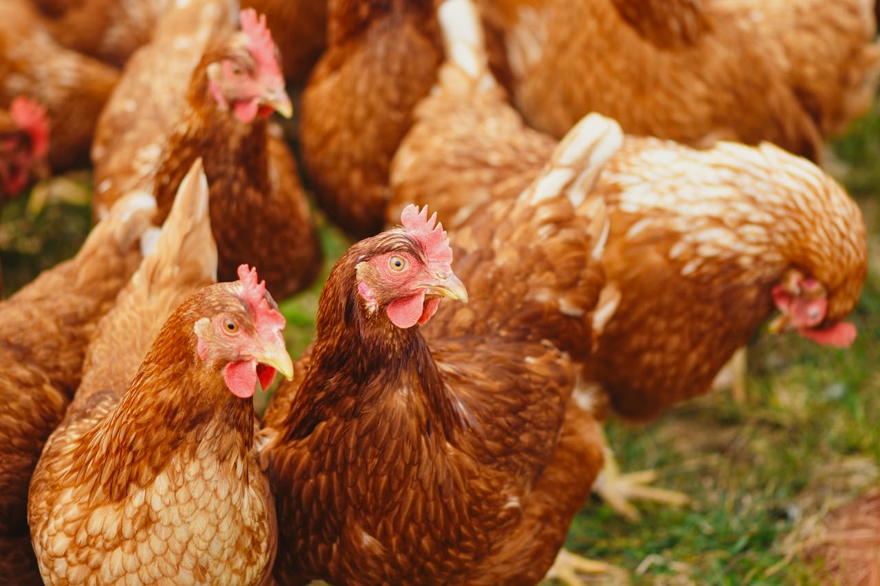 cta-02 Close-up of brown chickens pecking in a sunny rural farmyard.