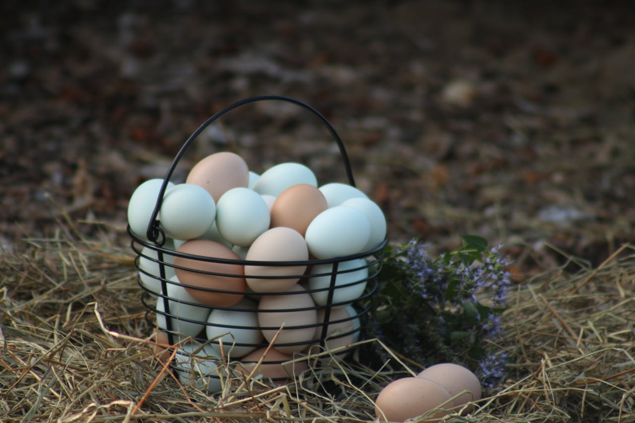 why-choose-us-img Basket of farm eggs with sprigs of lavender on hay in a rural setting. Ideal for rustic themes.