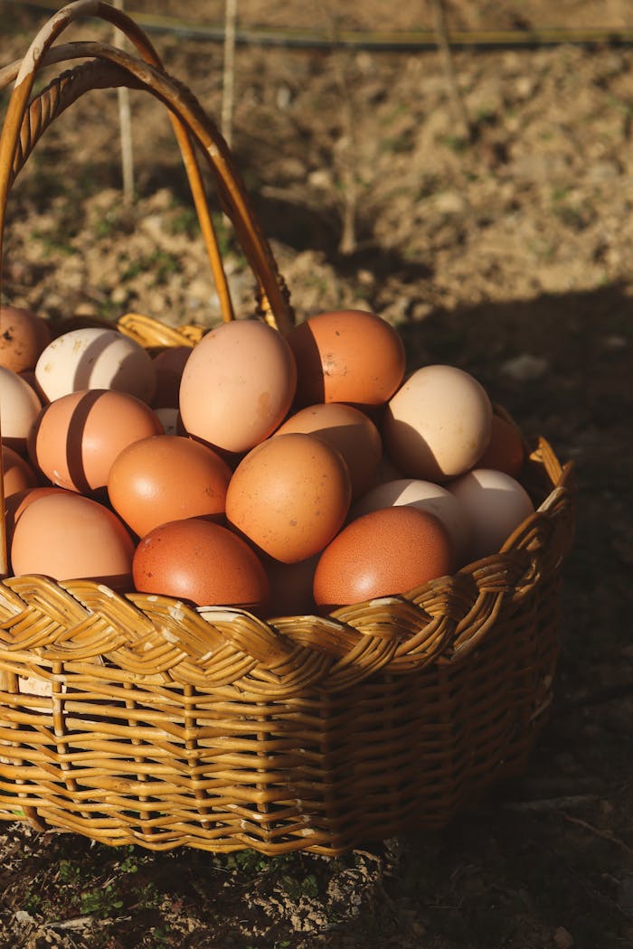 programs-02 A wicker basket filled with fresh brown and white eggs outdoors, capturing the essence of farm life.
