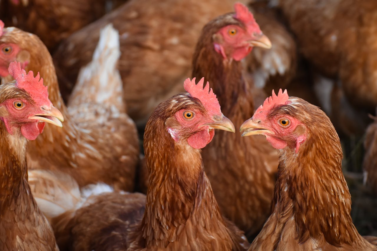 about-img A group of free-range chickens in a coop, showcasing their feathers and natural habitat.