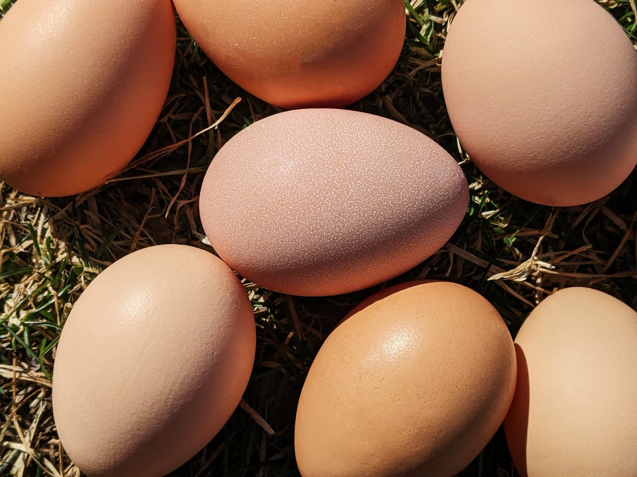 programs-02 A close-up shot of brown eggs resting on grass, with natural lighting enhancing their texture.