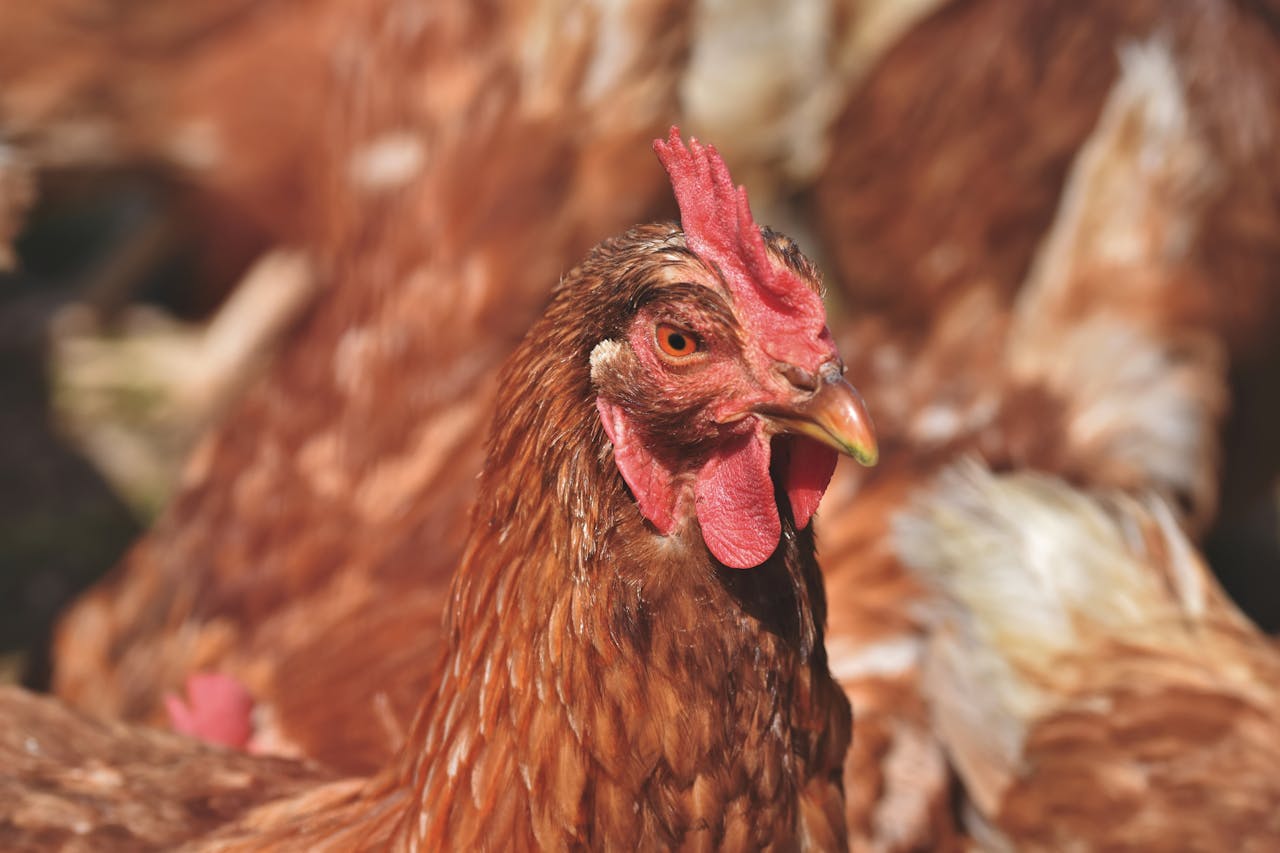 Detailed close-up of a brown chicken with a blurred farm background.