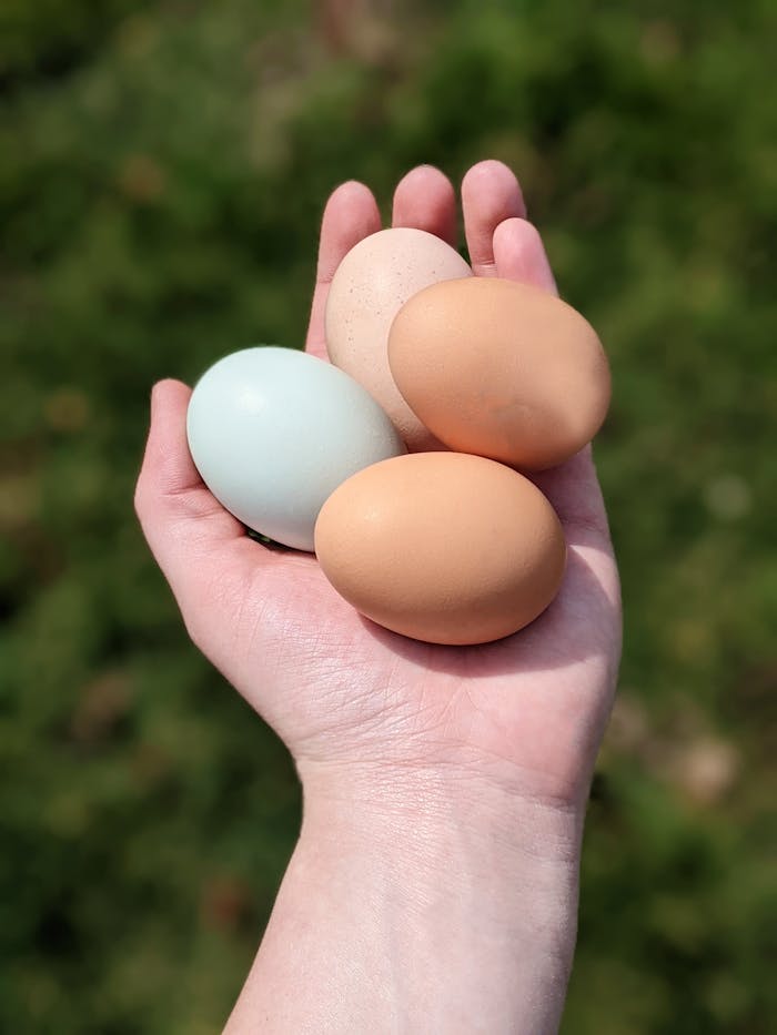 gallery-img-02 Close-up of a hand holding a variety of organic eggs against a green background.